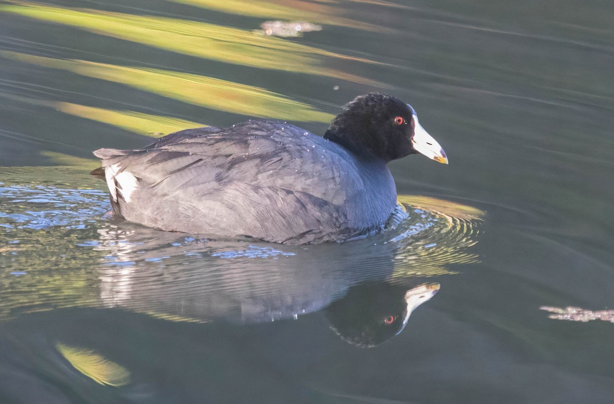 Лиска американська - ML645960709