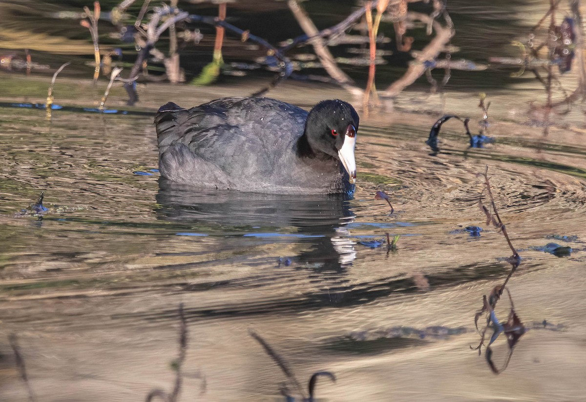 Лиска американська - ML645960710