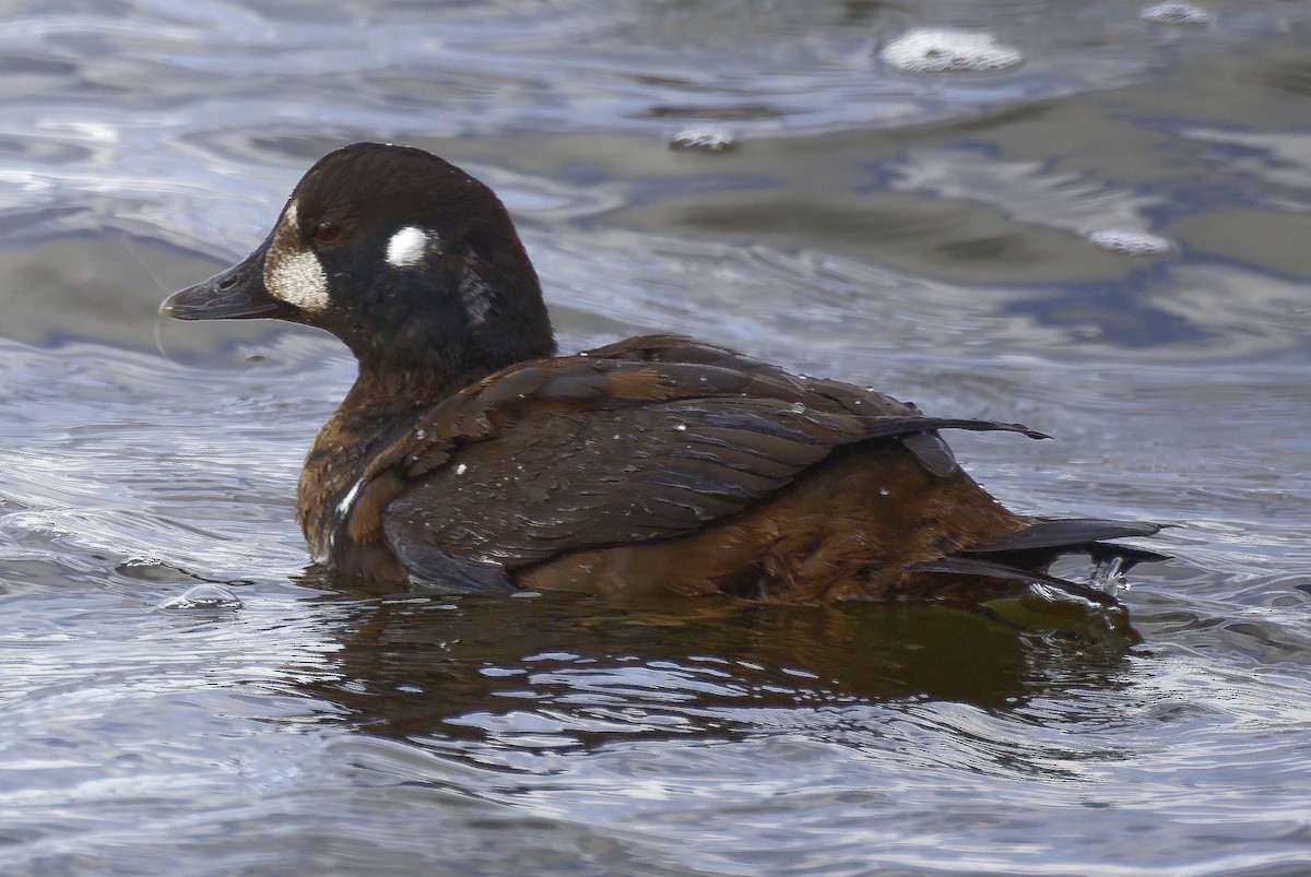 Harlequin Duck - ML645960712