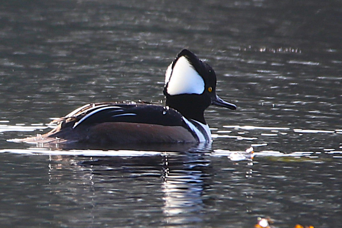 morčák chocholatý - ML645960713