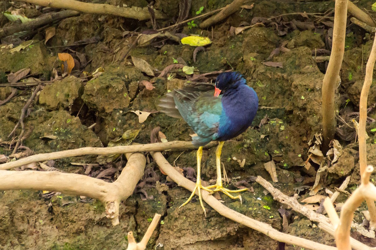 Малая султанка - ML645960715