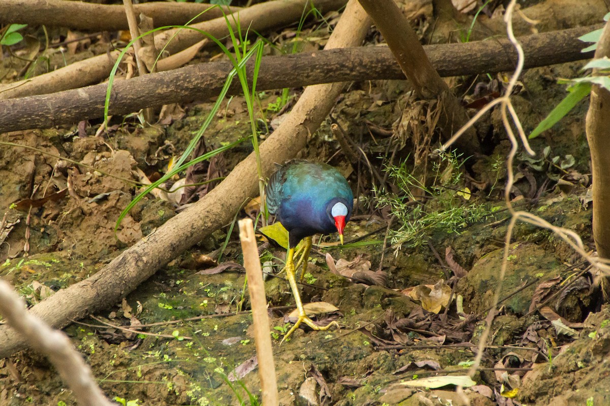 Малая султанка - ML645960716