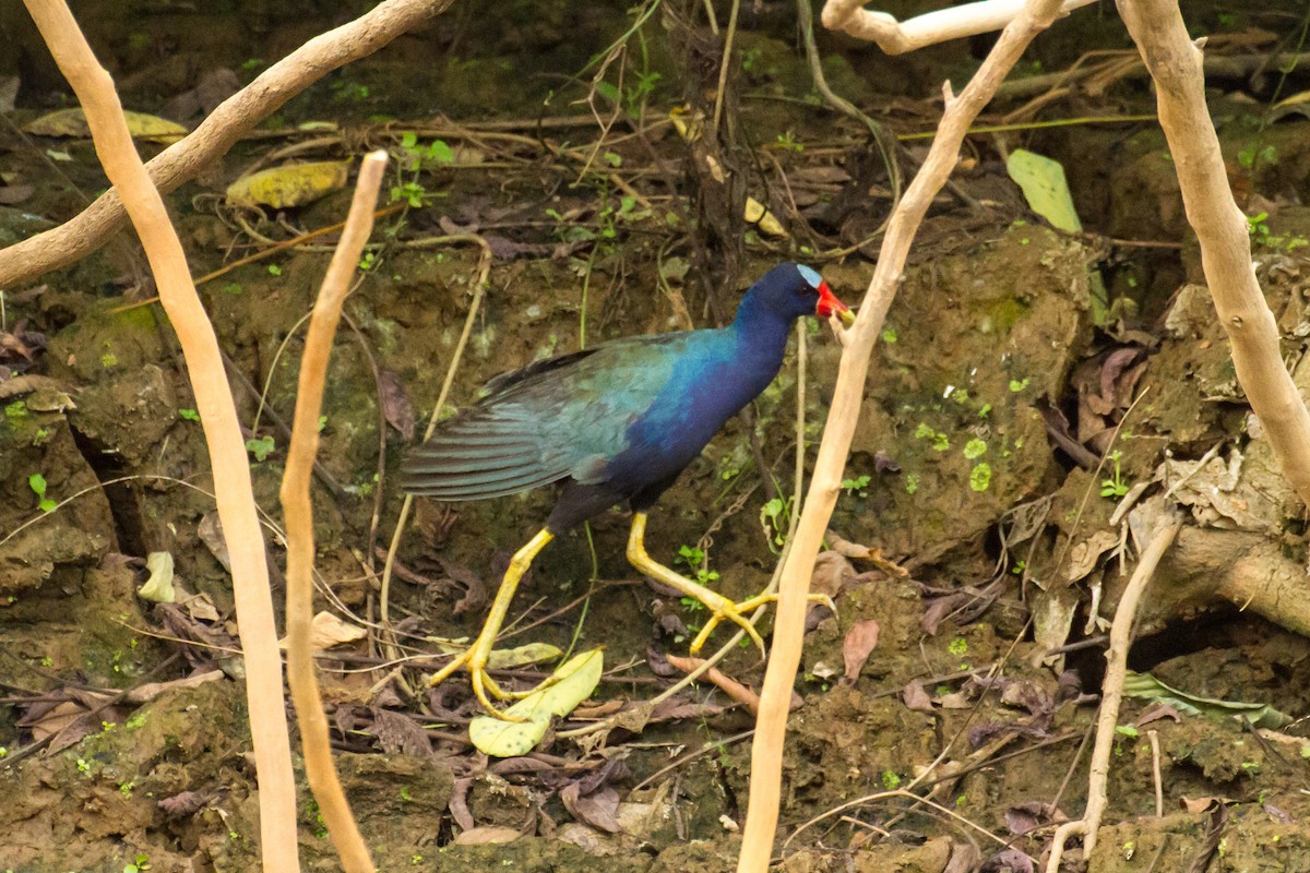 Малая султанка - ML645960717