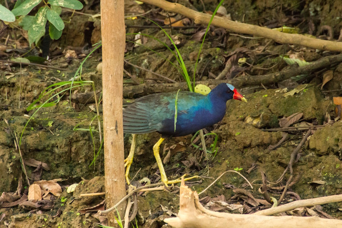 Малая султанка - ML645960718