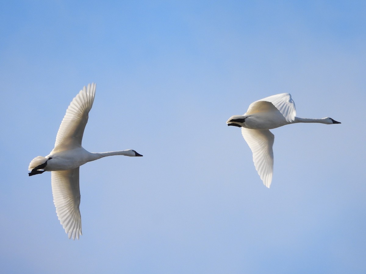 Tundra Swan - ML645960719