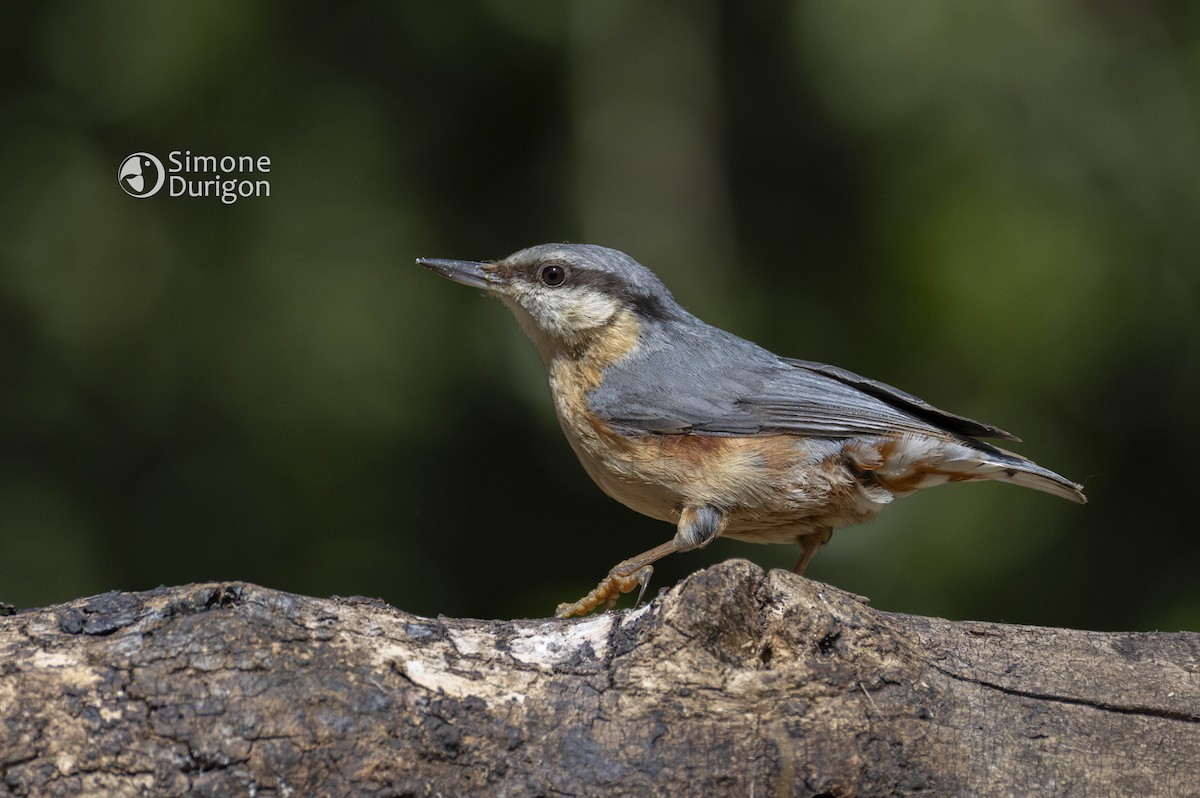 Sittelle torchepot (groupe europaea) - ML645960721