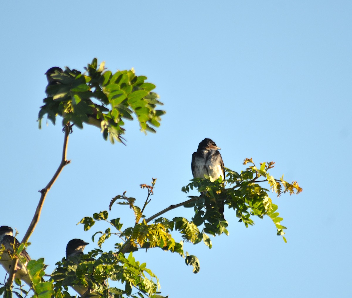 gråbrystsvale - ML645960722