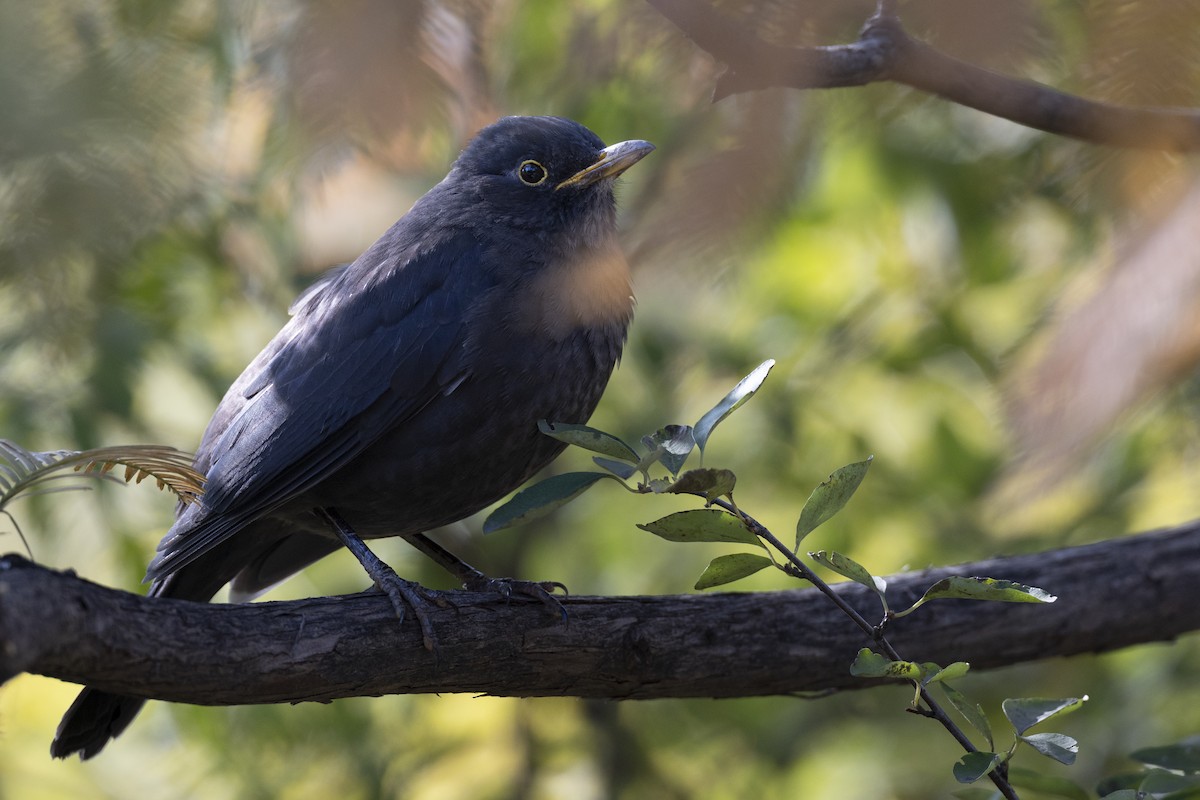 mandarintrost - ML645960724