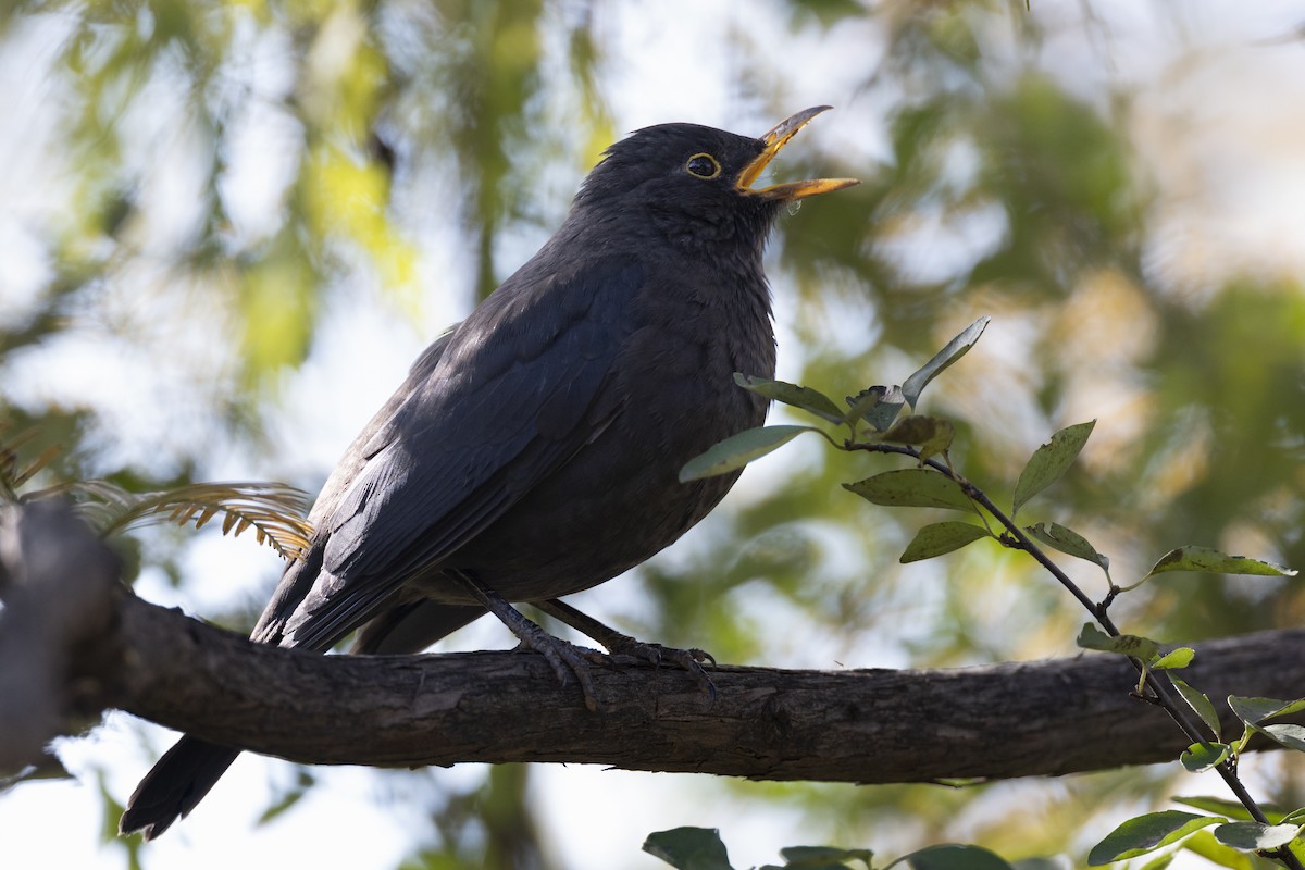 mandarintrost - ML645960725