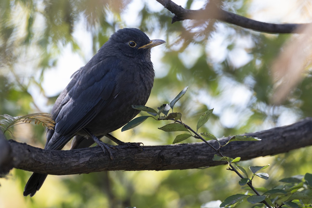 mandarintrost - ML645960726