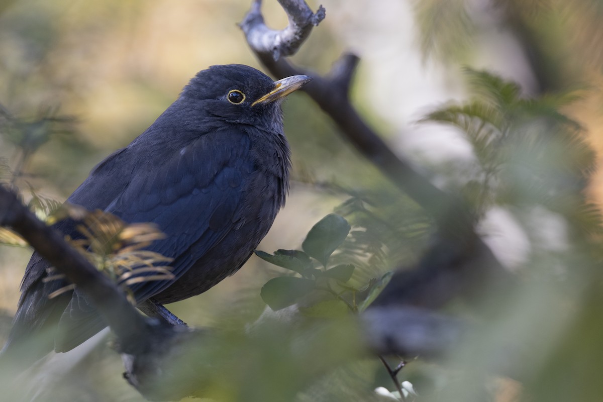 mandarintrost - ML645960727