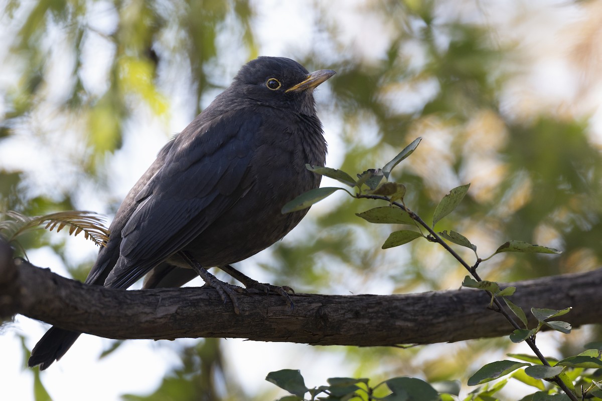 mandarintrost - ML645960728