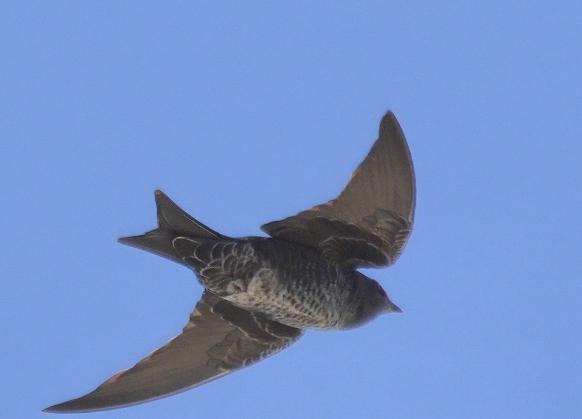 argentinasvale - ML645960729