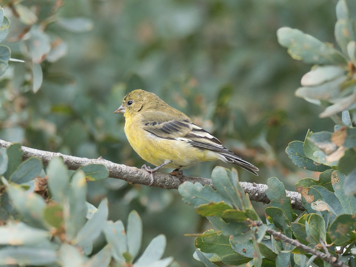 småstillits - ML645960730