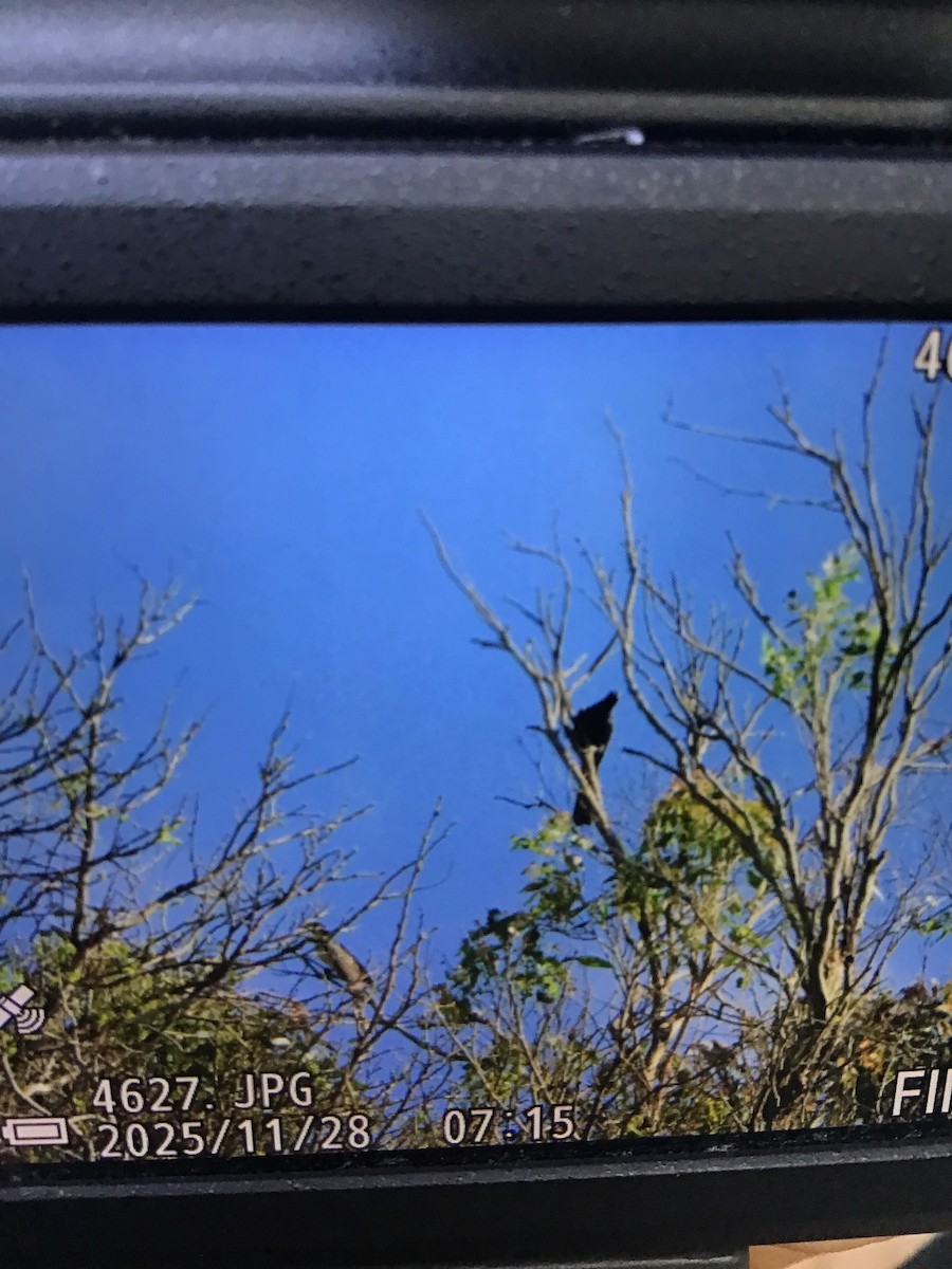 grånebbkoel - ML645960731