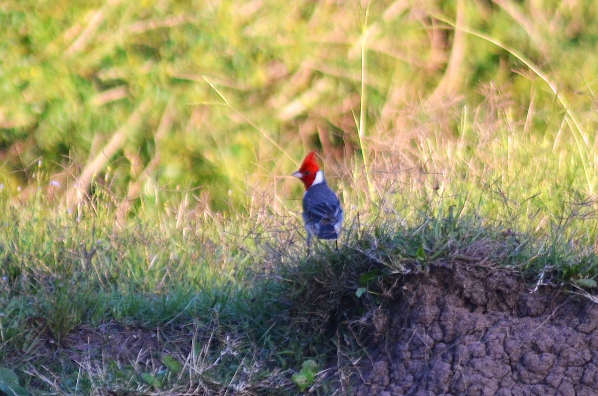 gråkardinal - ML645960732