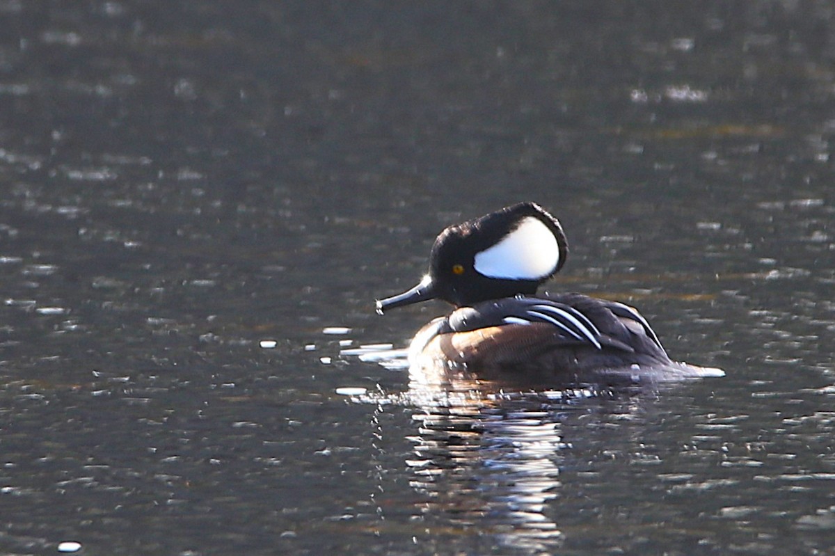 hjelmfiskand - ML645960734