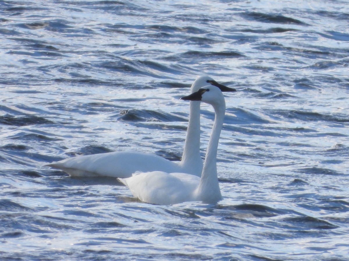 dvergsvane - ML645960735