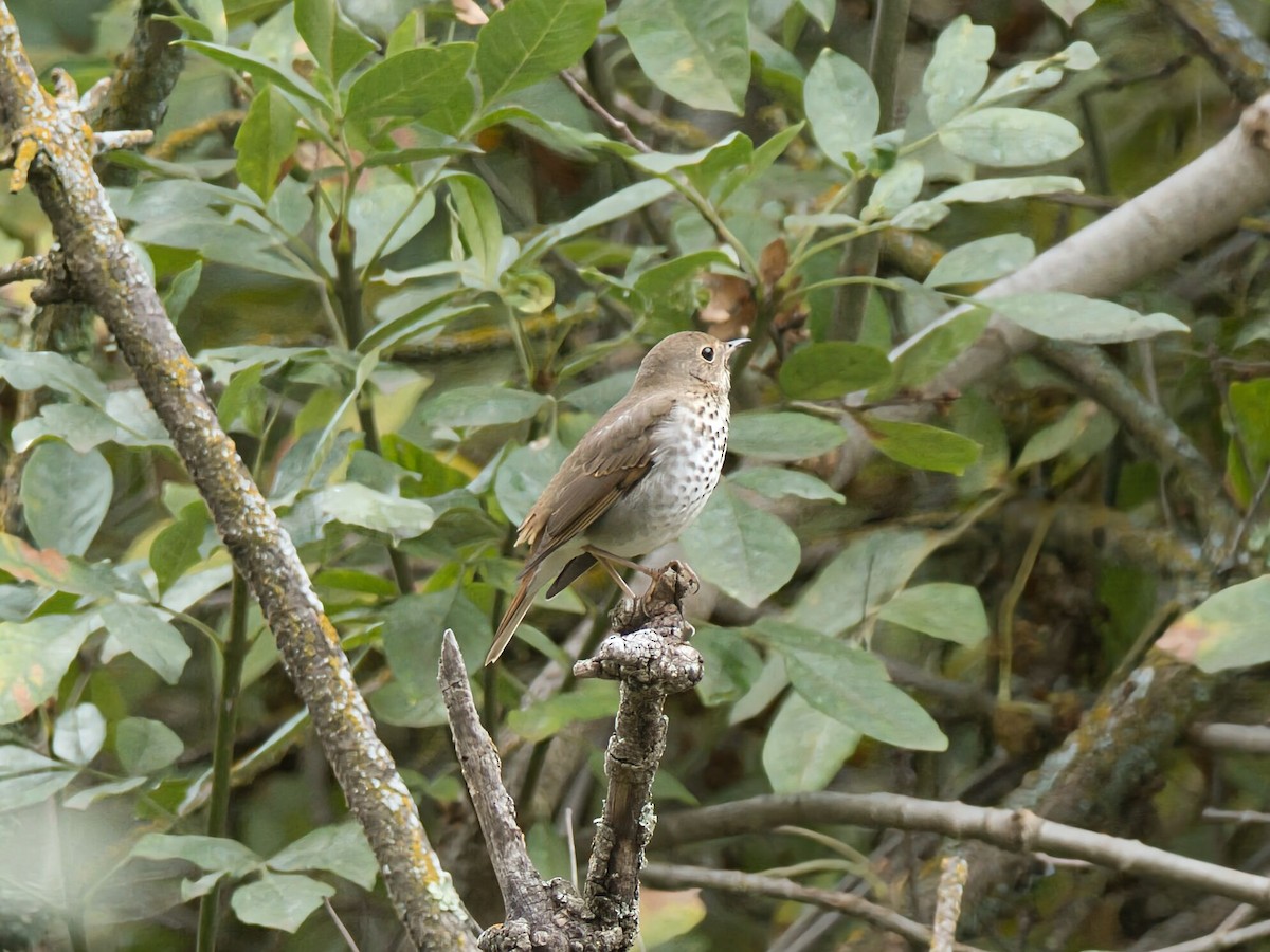 eremittskogtrost - ML645960736