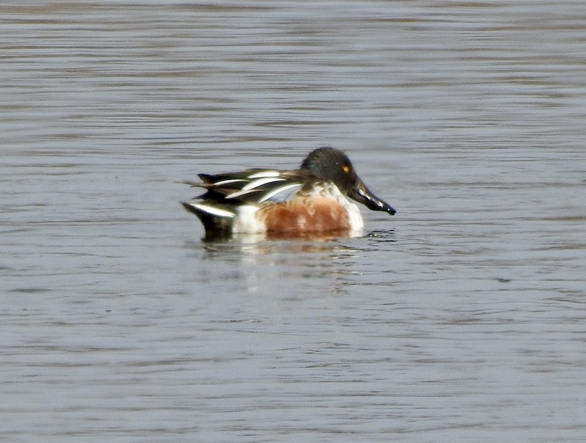 skjeand - ML645960737