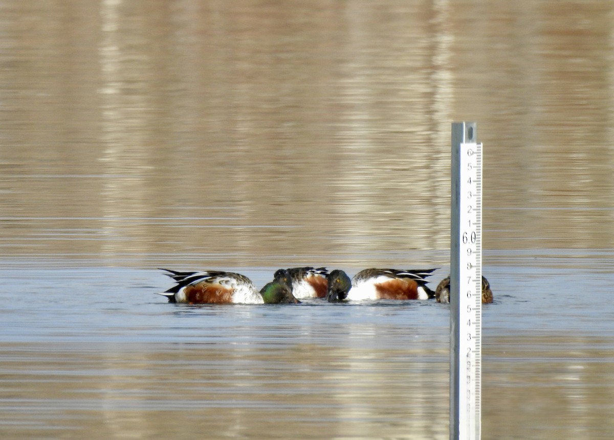 skjeand - ML645960738