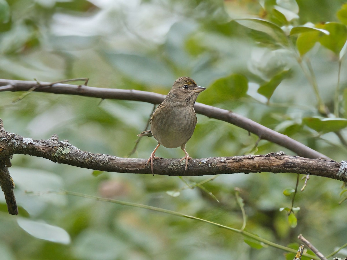 gulkronespurv - ML645960740