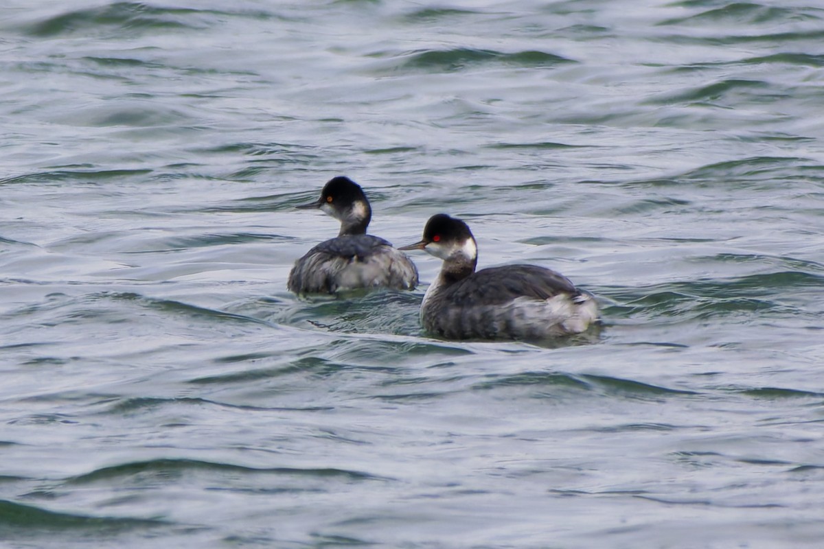 svarthalsdykker - ML645960741