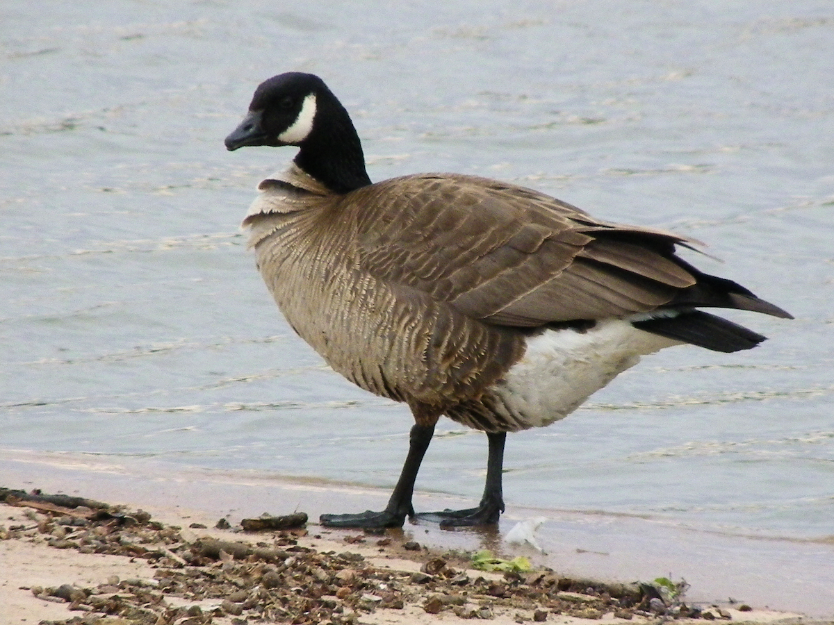 Oca canadese minore - ML645960745