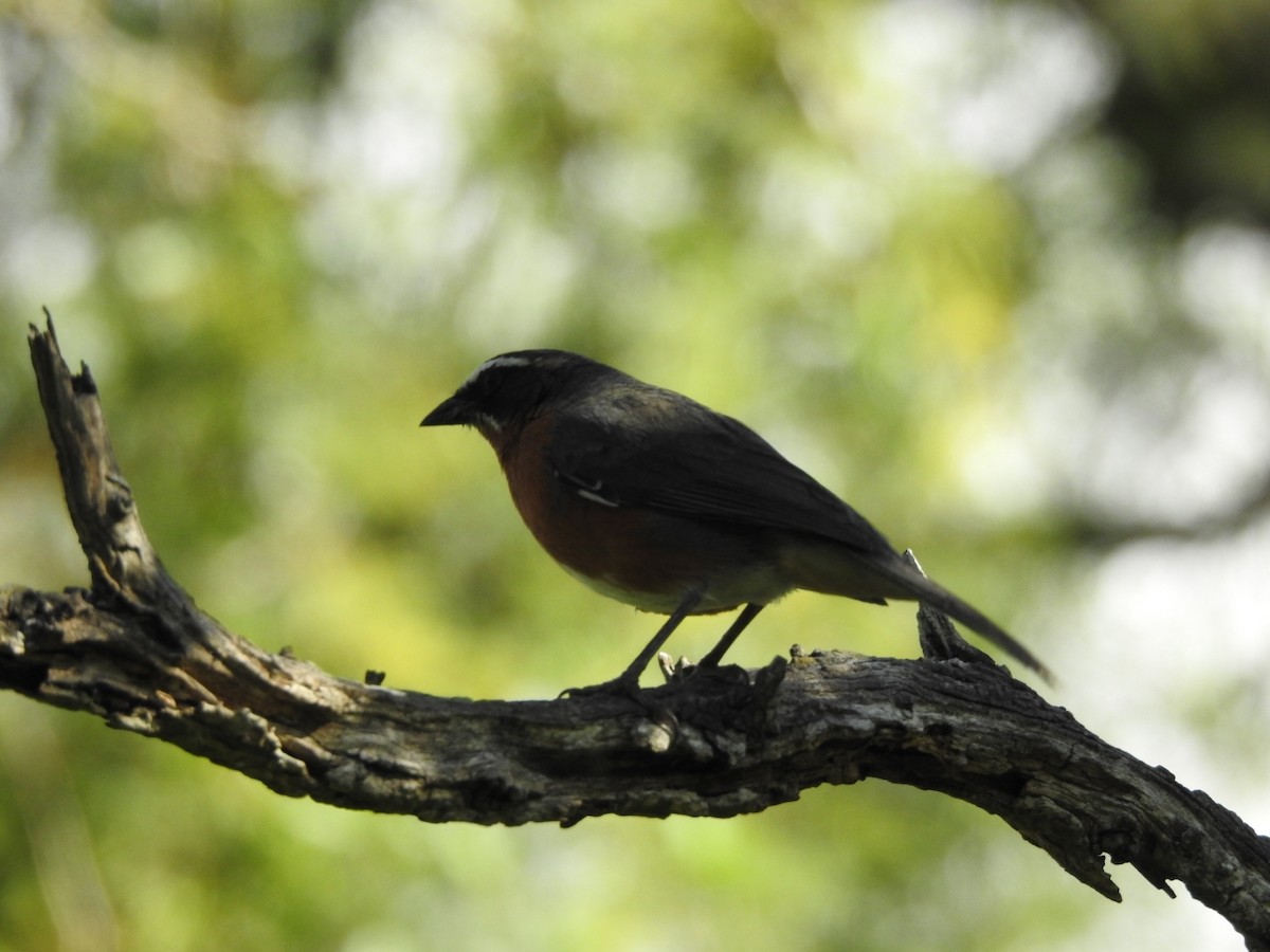 sambospurv - ML645960746