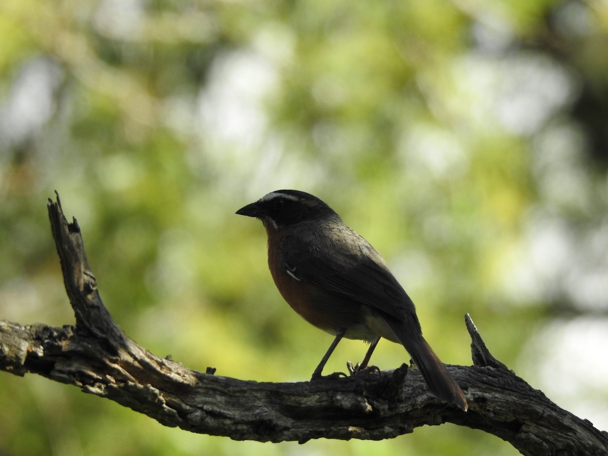 sambospurv - ML645960747