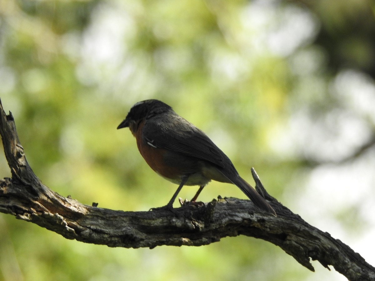 sambospurv - ML645960748