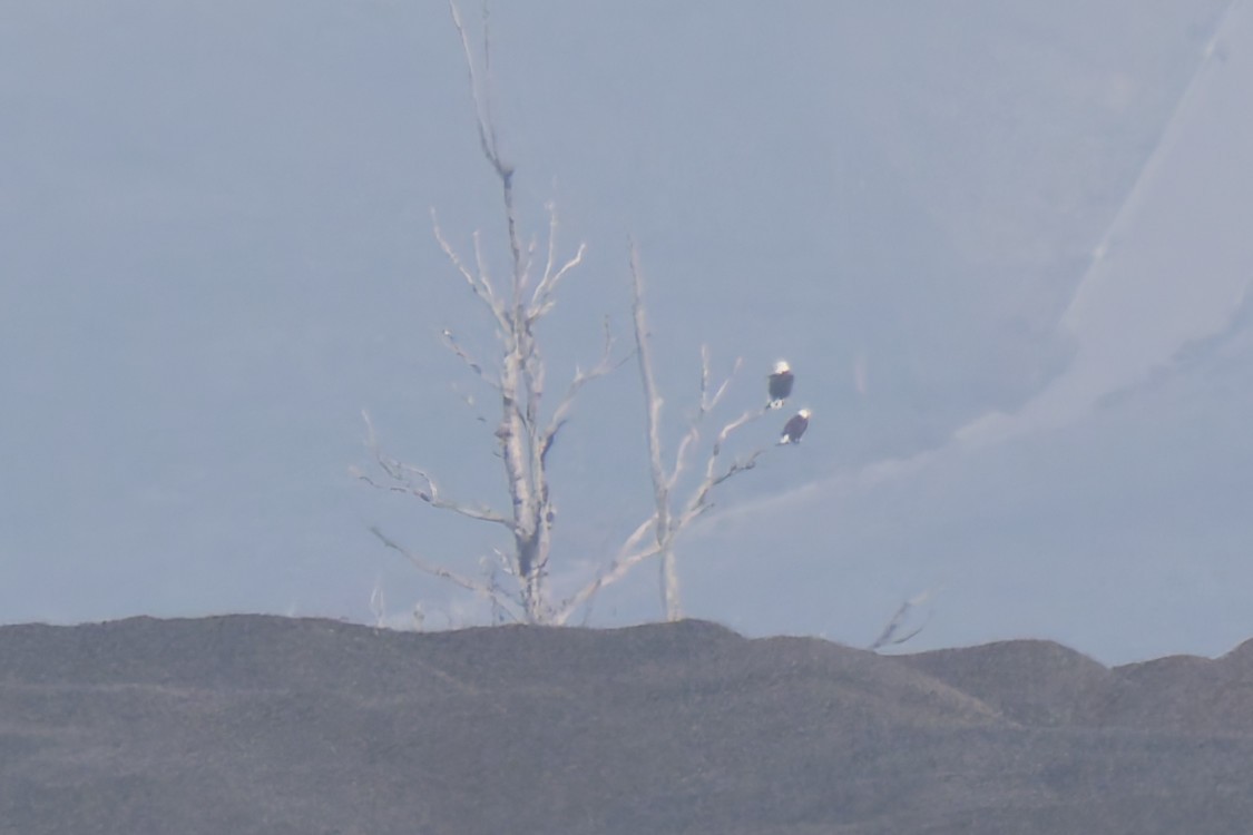 hvithodehavørn - ML645960749