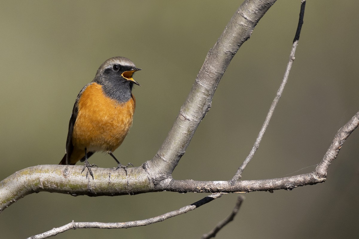 aurorarødstjert - ML645960750