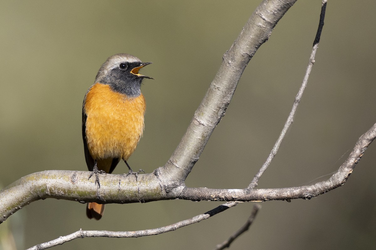 aurorarødstjert - ML645960751