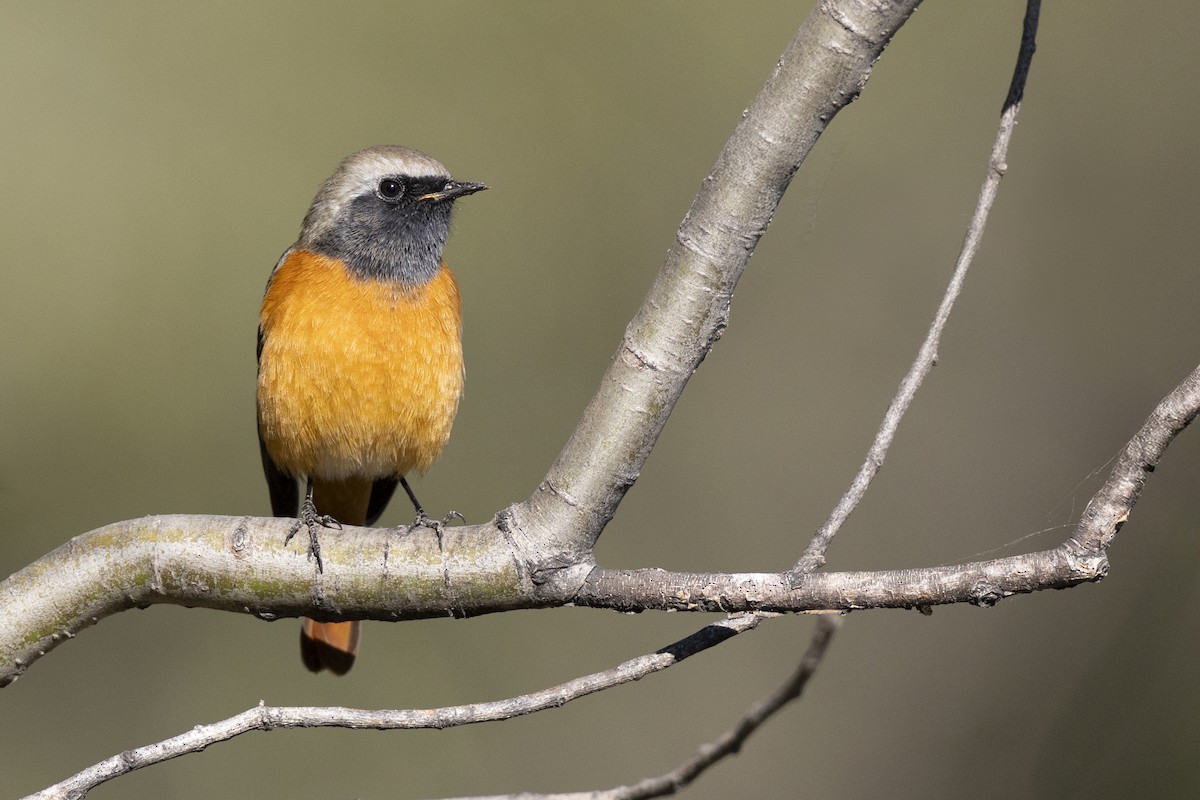 aurorarødstjert - ML645960752