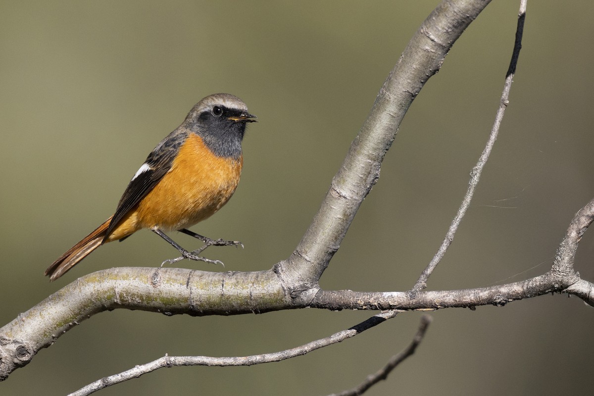 aurorarødstjert - ML645960753