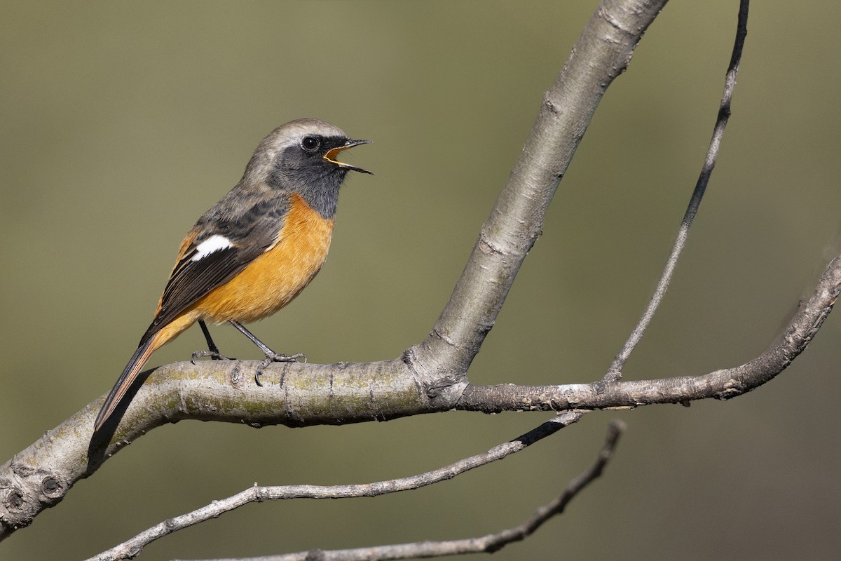 aurorarødstjert - ML645960754