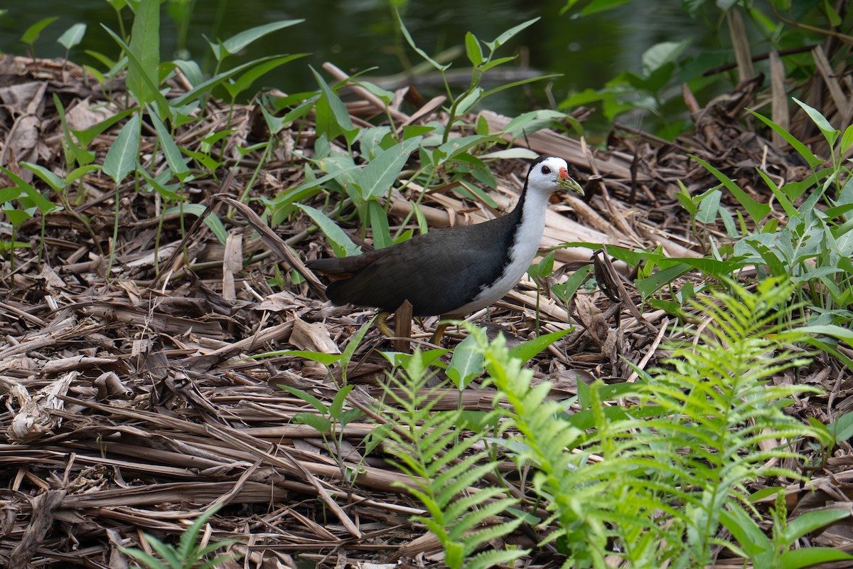 hvitbrystrikse - ML645960756