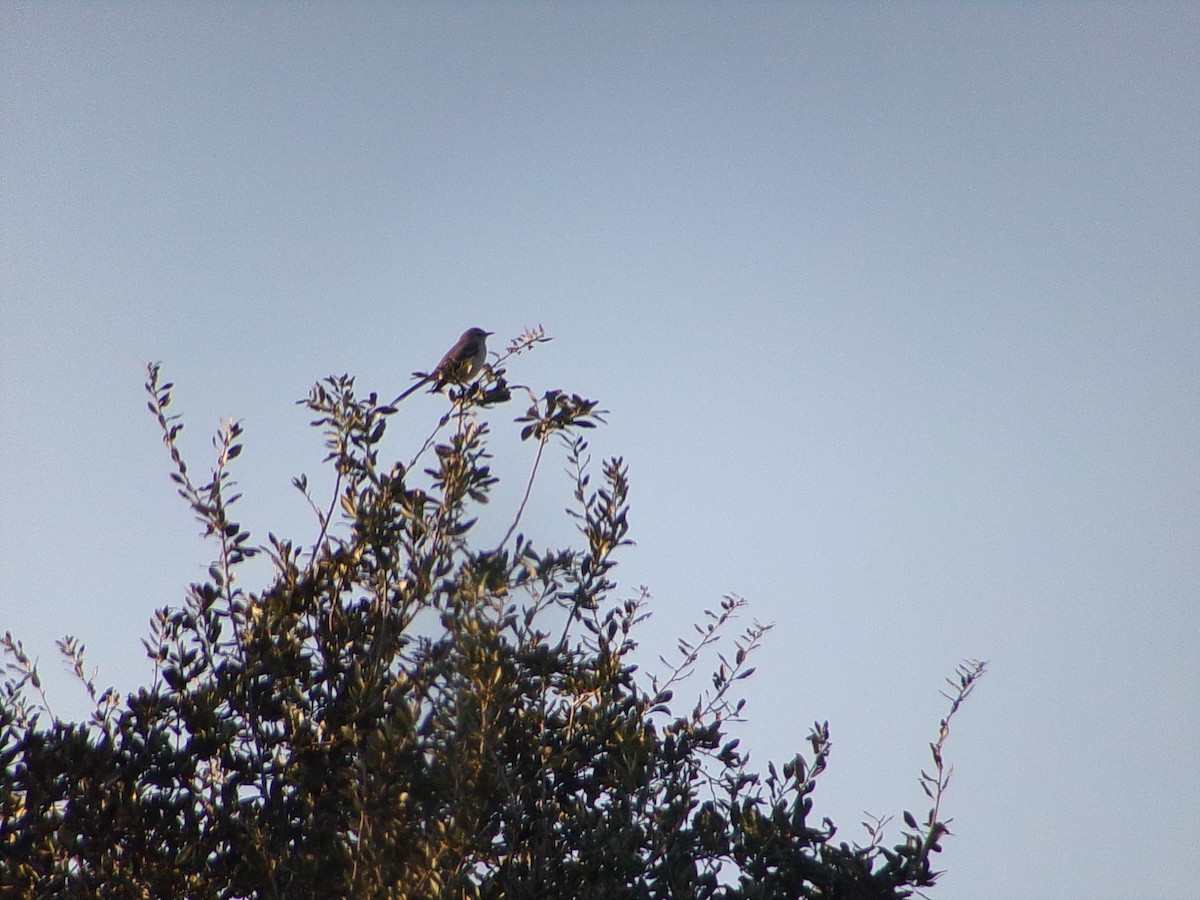 sangspottefugl - ML645960758