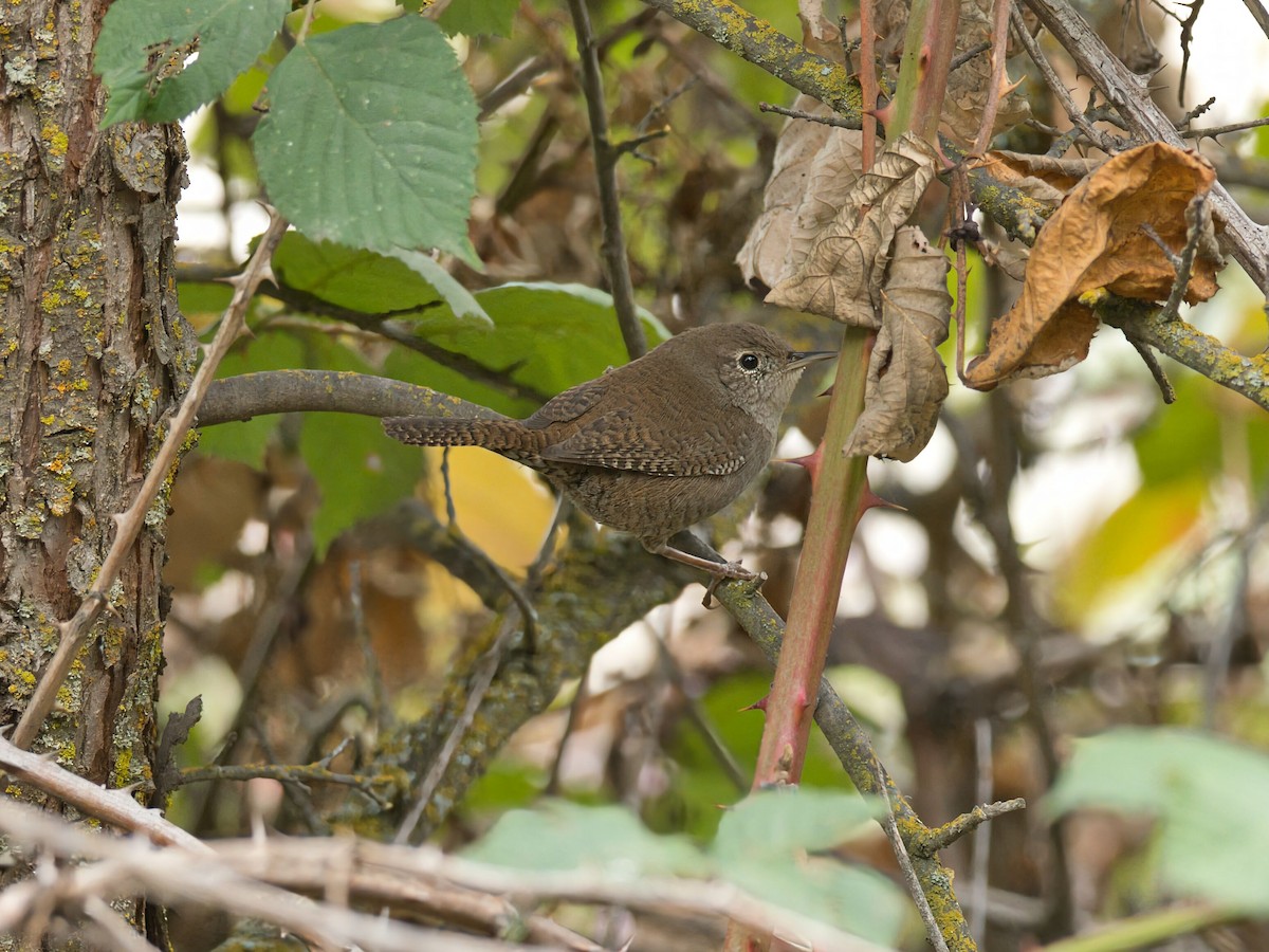 hussmett - ML645960760