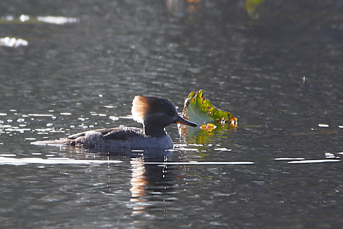 hjelmfiskand - ML645960761