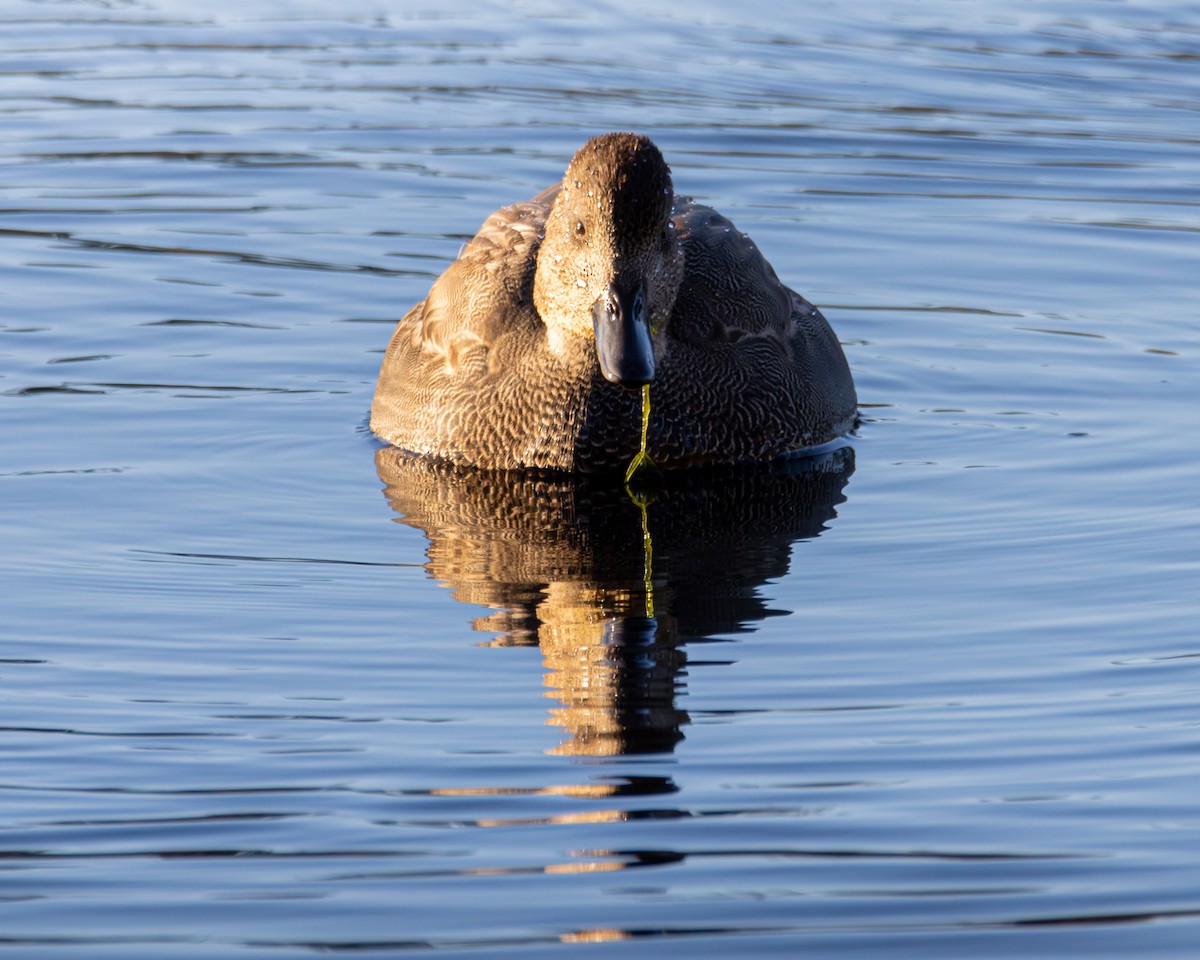 kopřivka obecná - ML645960775