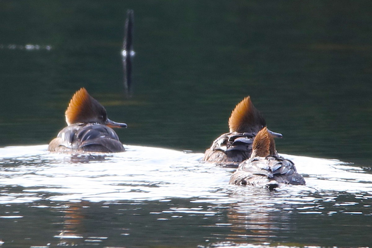 morčák chocholatý - ML645960784