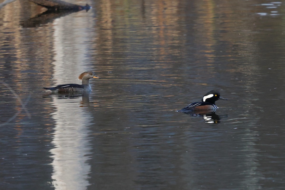 Hooded Merganser - ML645960793