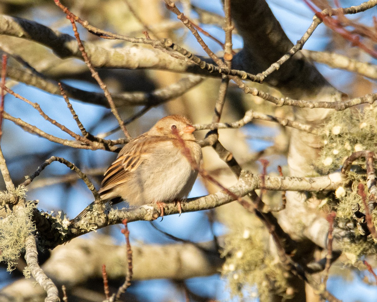 Field Sparrow - ML645960794