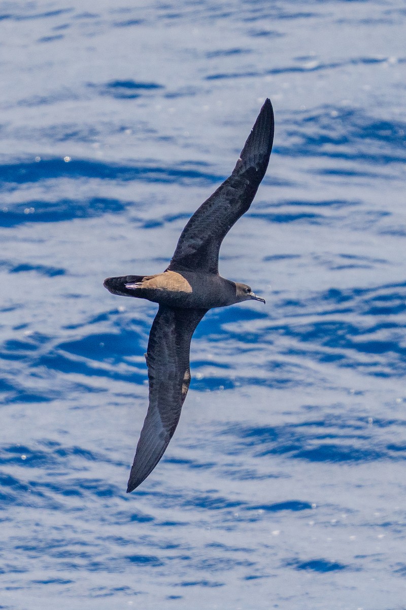 Wedge-tailed Shearwater - ML645960798