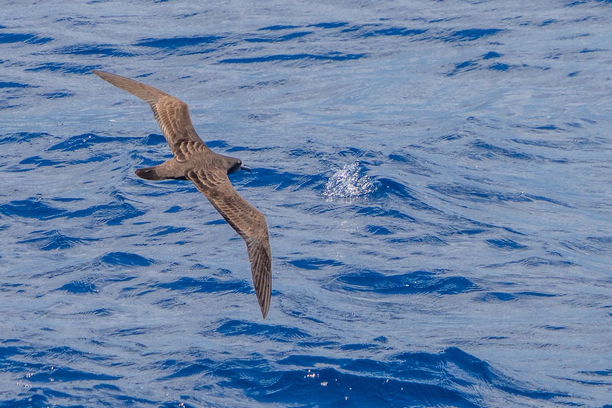 Wedge-tailed Shearwater - ML645960799