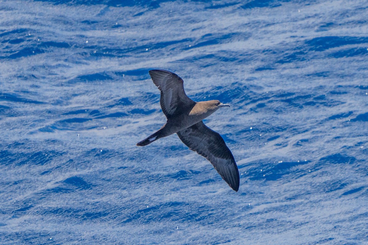 Wedge-tailed Shearwater - ML645960800