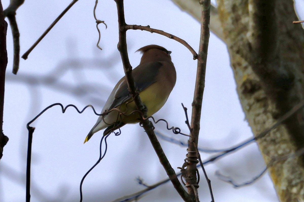 Cedar Waxwing - ML645960803