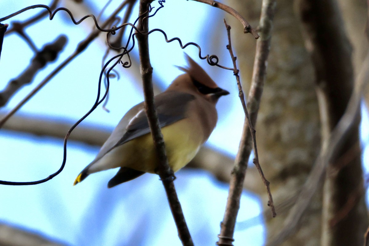 Cedar Waxwing - ML645960804
